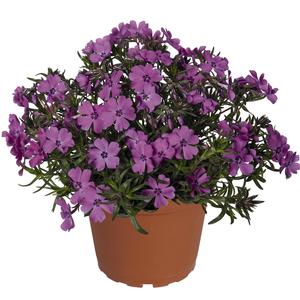 Phlox subulata Spring Purple