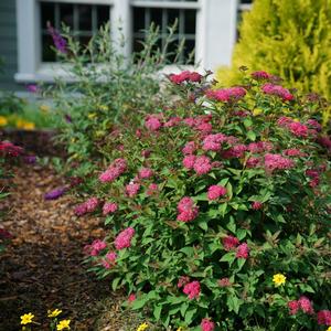 Spiraea japonica Double Play Doozie®