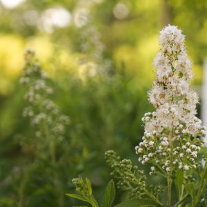 Spiraea alba var. latifolia 