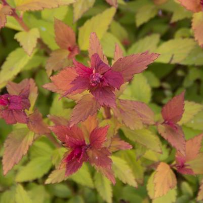 Spiraea japonica Rainbow Fizz™ 