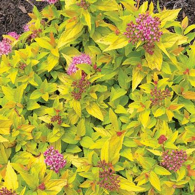 Spiraea japonica Pineapple Poprocks®