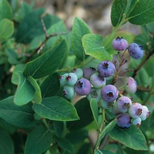 Vaccinium corymbosum Elliott