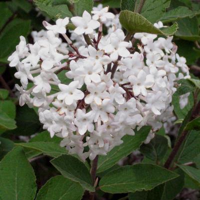 Viburnum carlesii 