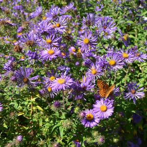 Symphyotrichum (Aster) novae angliae