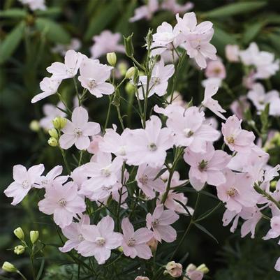 Delphinium grandiflorum Summer Morning