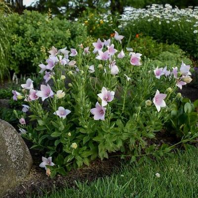 Platycodon grandiflorus Astra Pink