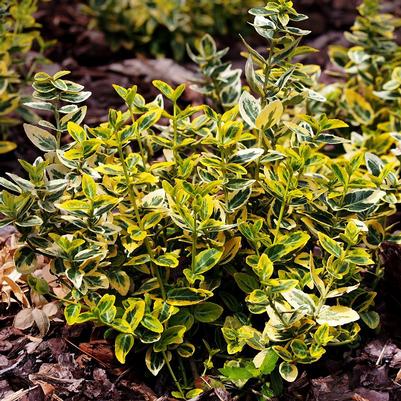 Euonymus fortunei Lemon Lime