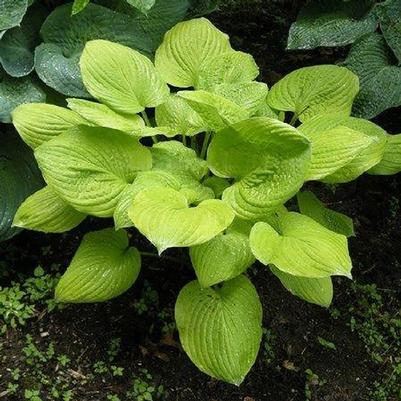 Hosta Banana Kid