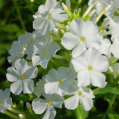 Phlox paniculata Early Start® White Improved