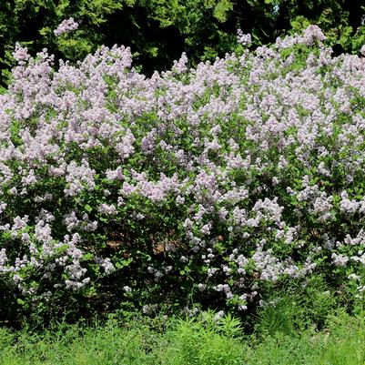 Syringa vulgaris Wonderblue