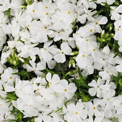 Phlox subulata Spring White