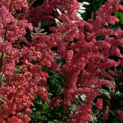 Astilbe x arendsii Fanal