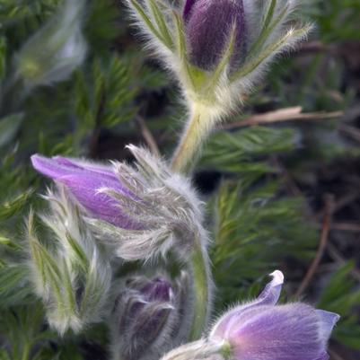 Pulsatilla vulgaris 