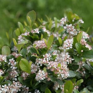 Aronia melanocarpa Low Scape Mound®