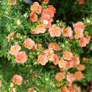 Potentilla fruticosa Happy Face®