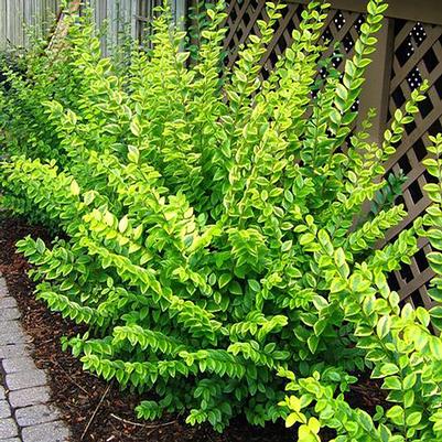 Ligustrum x ibolium aurea