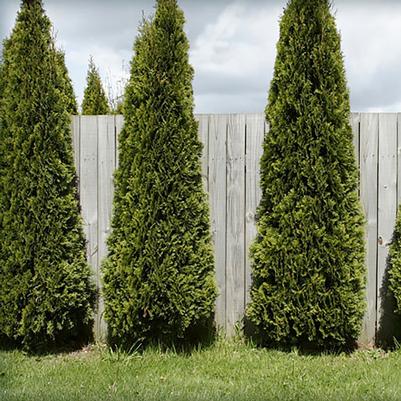 Thuja occidentalis Skybound