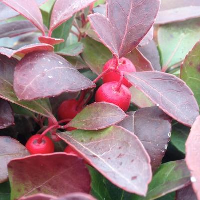 Gaultheria procumbens 