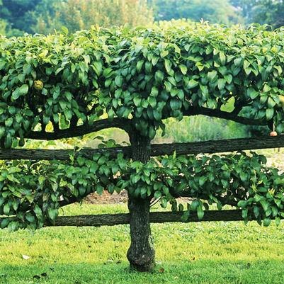 Malus Espalier Combination