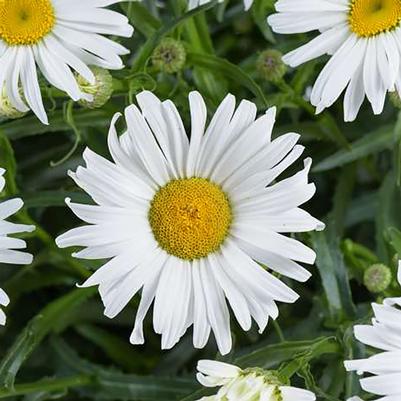 Leucanthemum x superbum Lucille™ Grace