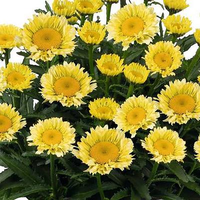 Leucanthemum x superbum Sweet Daisy™ Izabel