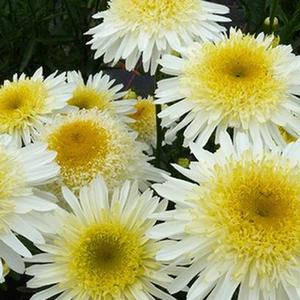 Leucanthemum x superbum Realflor® MC Real Glory