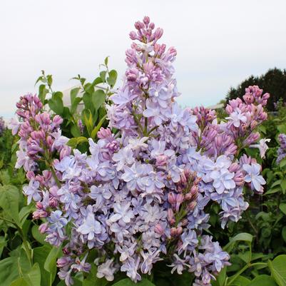 Syringa vulgaris Nadezda