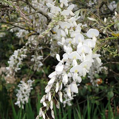 Wisteria brachybotrys Kapiteyn Fuji