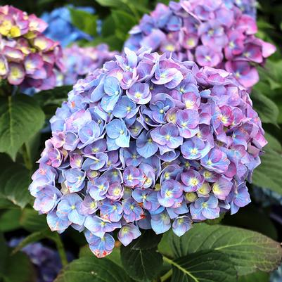 Hydrangea macrophylla Purple Passion