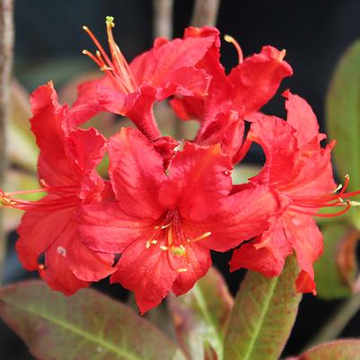 Rhododendron exbury Molalla Red