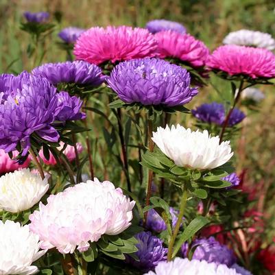 Aster alpinus Dwarf Mix