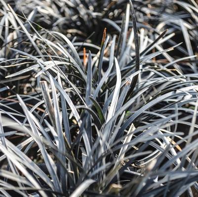 Ophiopogon planiscapus Nigrescens