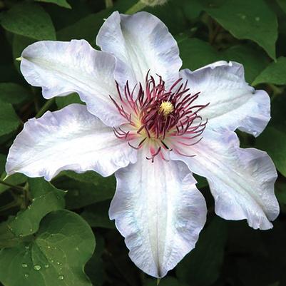 Clematis The Frist Lady