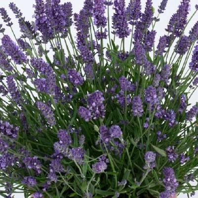 Lavandula angustifolia Layla™ Presto Blue