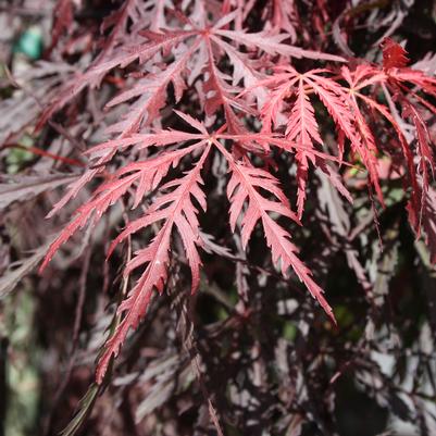 Acer palmatum var. dissectum Tamukeyama-Specimen