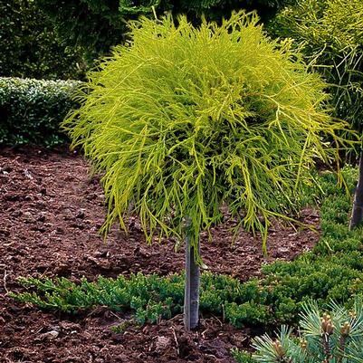 Chamaecyparis pisifera Golden Mop-Standard