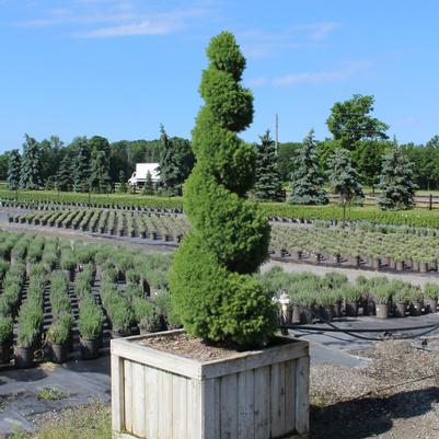 Picea glauca Conica-Spiral