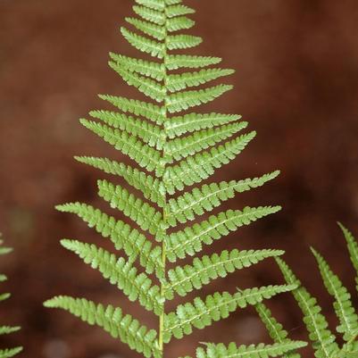 Dryopteris filix-mas Barnesii