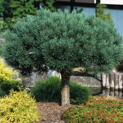 Pinus sylvestris Glauca Nana-Standard