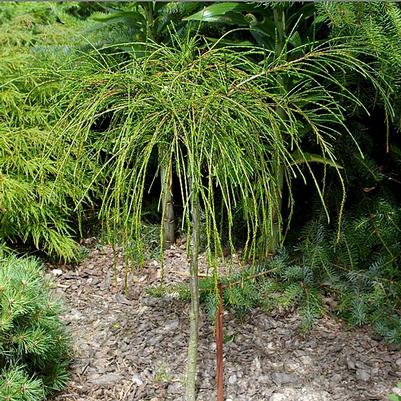 Thuja plicata Whipcord-Standard