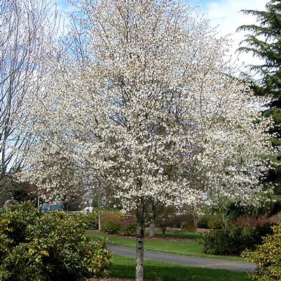 Amelanchier canadensis 