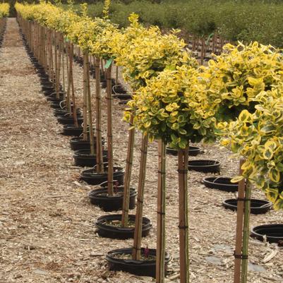 Euonymus fortunei Sungold-Standard