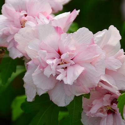 Hibiscus syriacus Blushing Bride-Standard