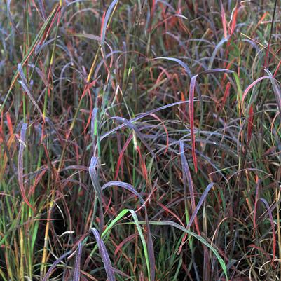 Andropogon gerardii 