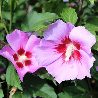 Hibiscus syriacus Minerva-Standard