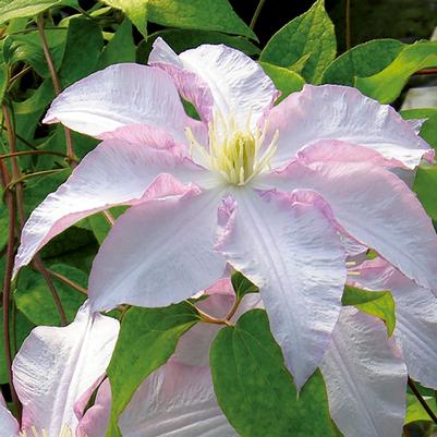 Clematis Vancouver™ Morning Mist