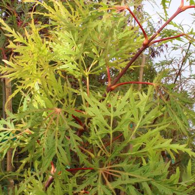 Acer palmatum var. dissectum Waterfall-Specimen