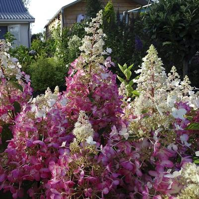 Hydrangea paniculata Candelabra™-Standard