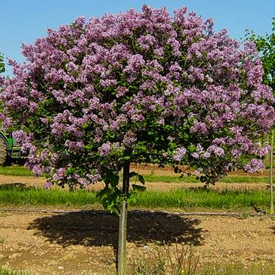 Syringa meyeri Palibin-Standard