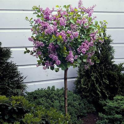 Syringa Bloomerang® Dark Purple-Standard